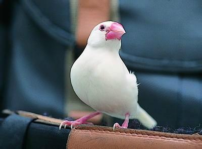 八卦吃瓜小白鸟的原视频,揭秘娱乐圈幕后故事