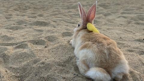 水瓜可以给兔子吃吗视频,水瓜适宜兔子的营养与食用指南
