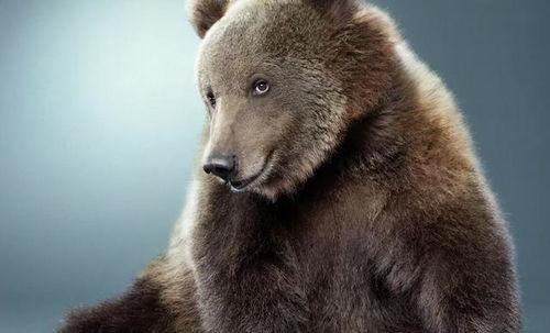 饲养员喂狗熊吃瓜视频下载,饲养员与狗熊共享甜蜜时光