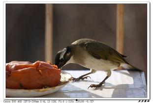 小鸟吃生瓜的视频,小鸟挑战生瓜美味瞬间